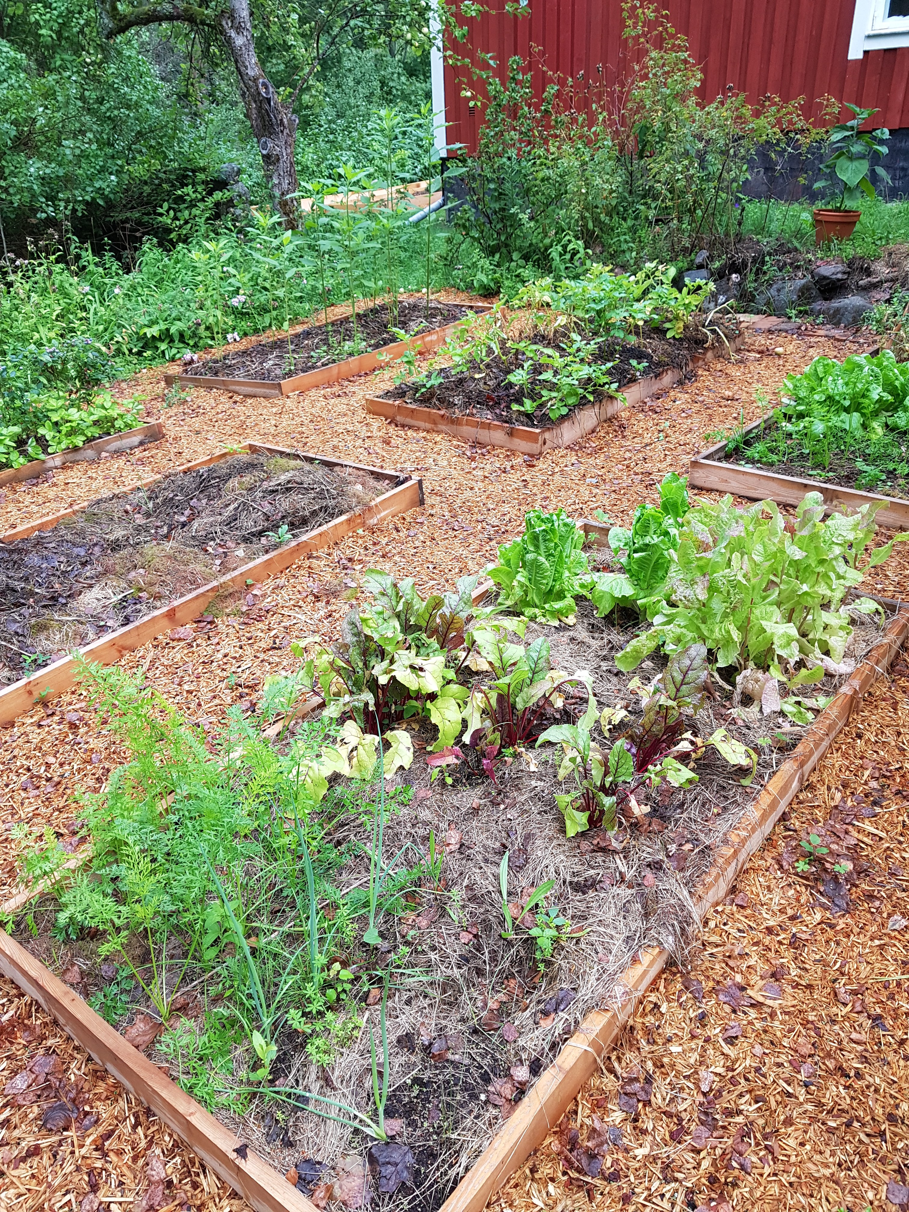 Trädgårdsland hos Elisabeth Biström. Juli 2018.