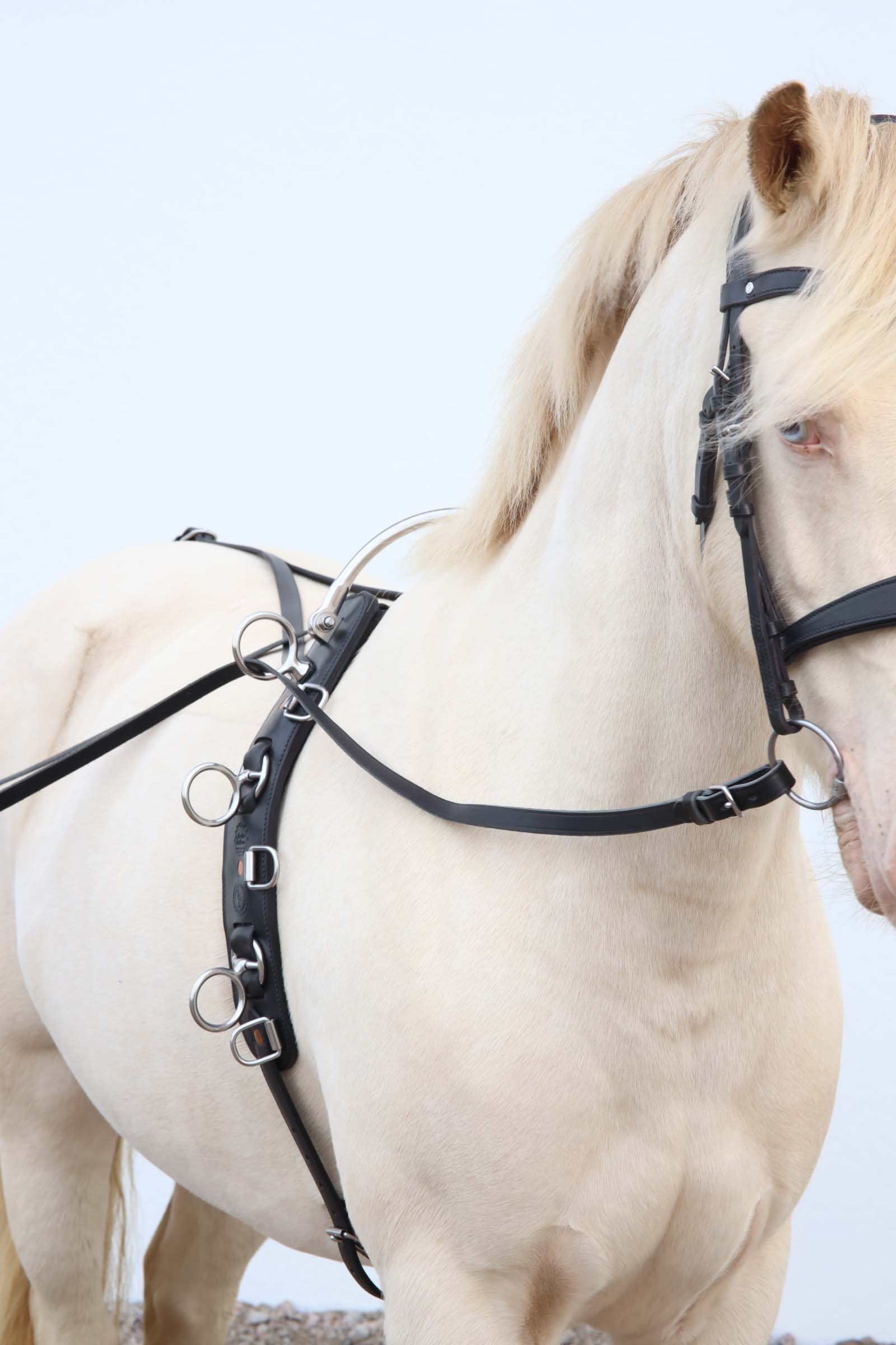 Long reining surcingle A.E. - Image 2