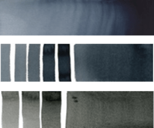 Akvarellfärgen Payne's grey från olika tillverkare. Bild: Alexandra Walsh