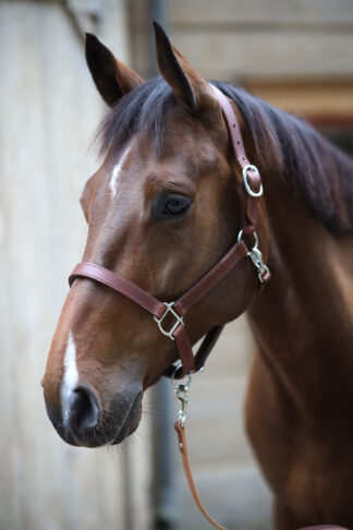 Stable