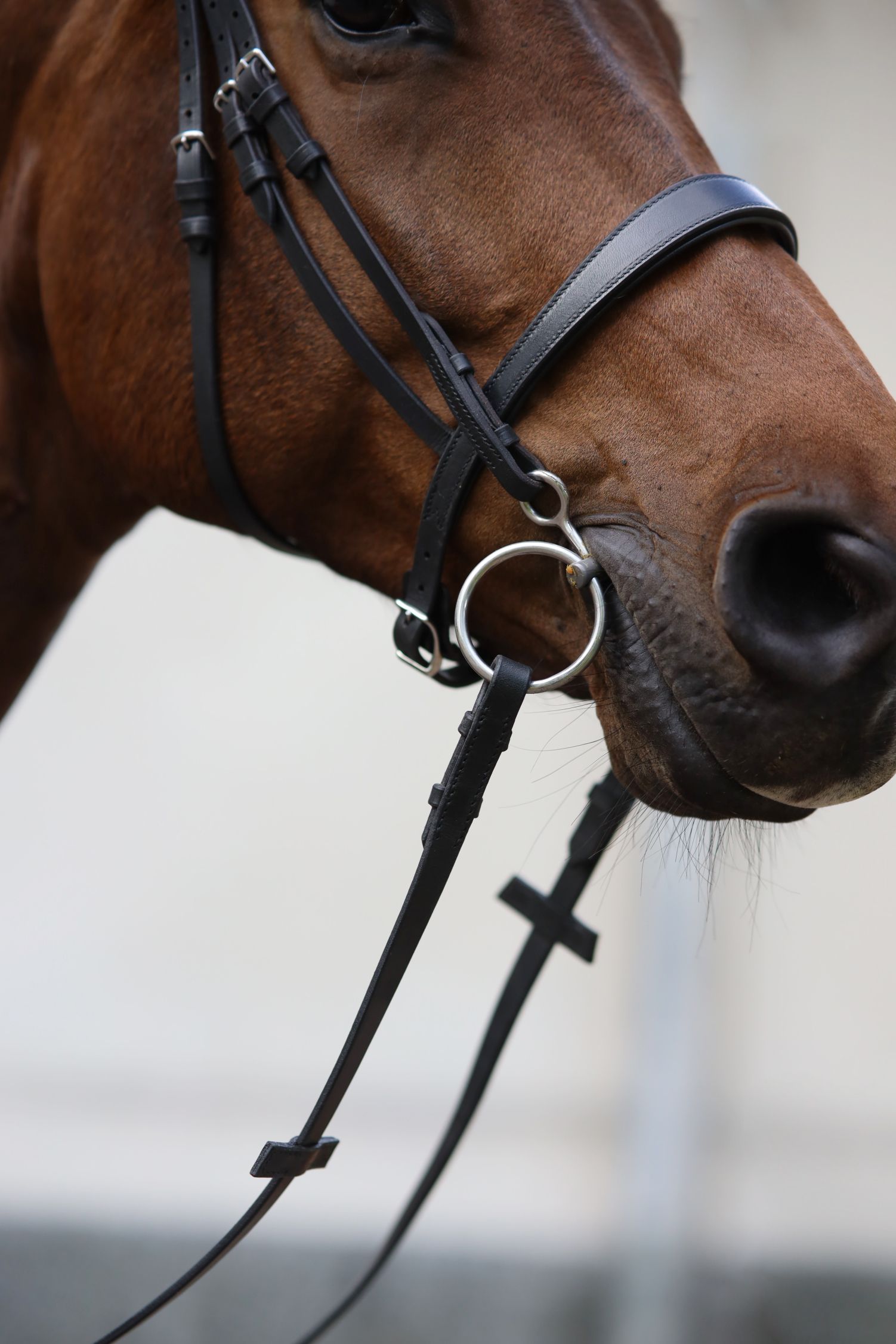 Bridle Selected - Image 7