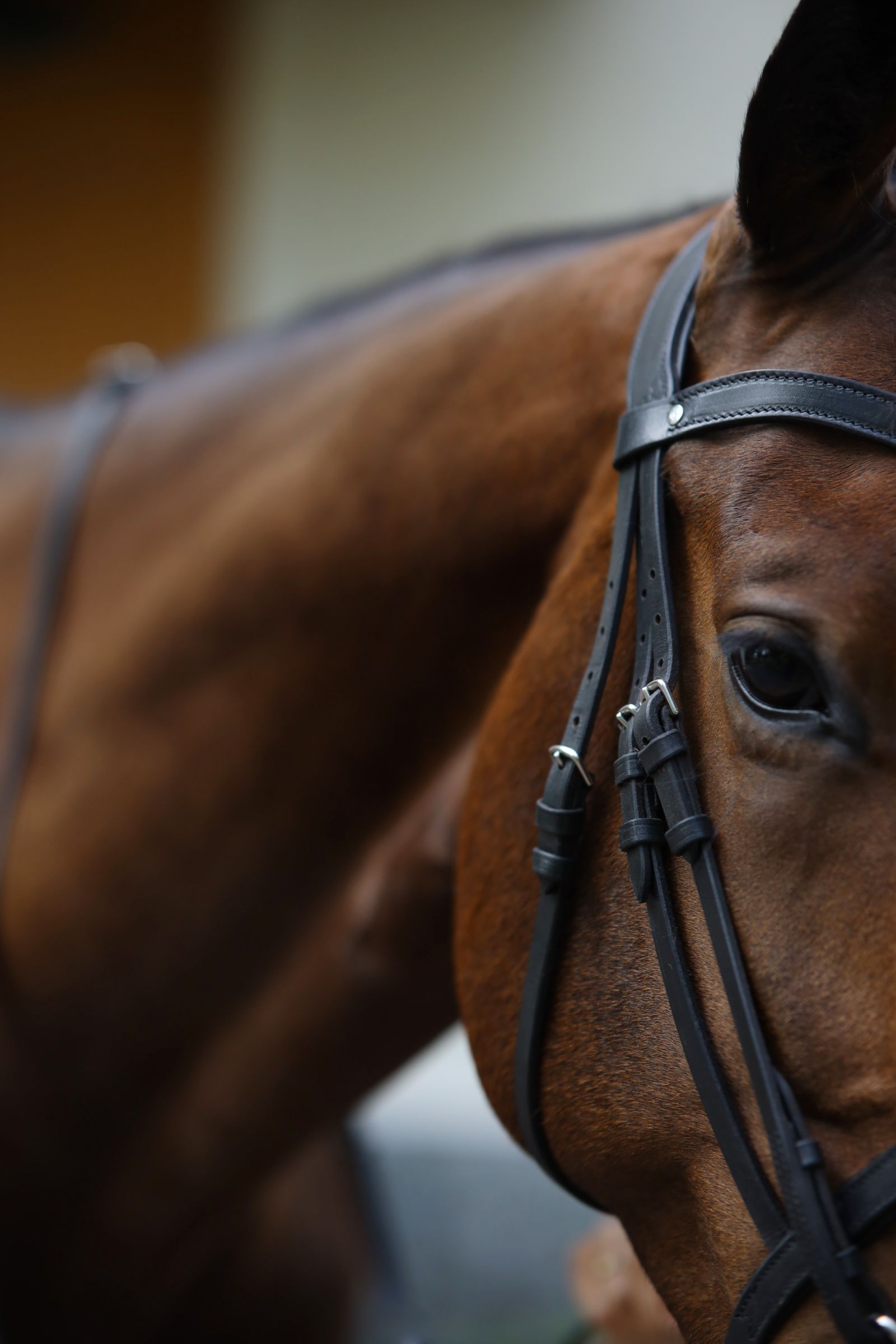 Bridle Selected - Image 8