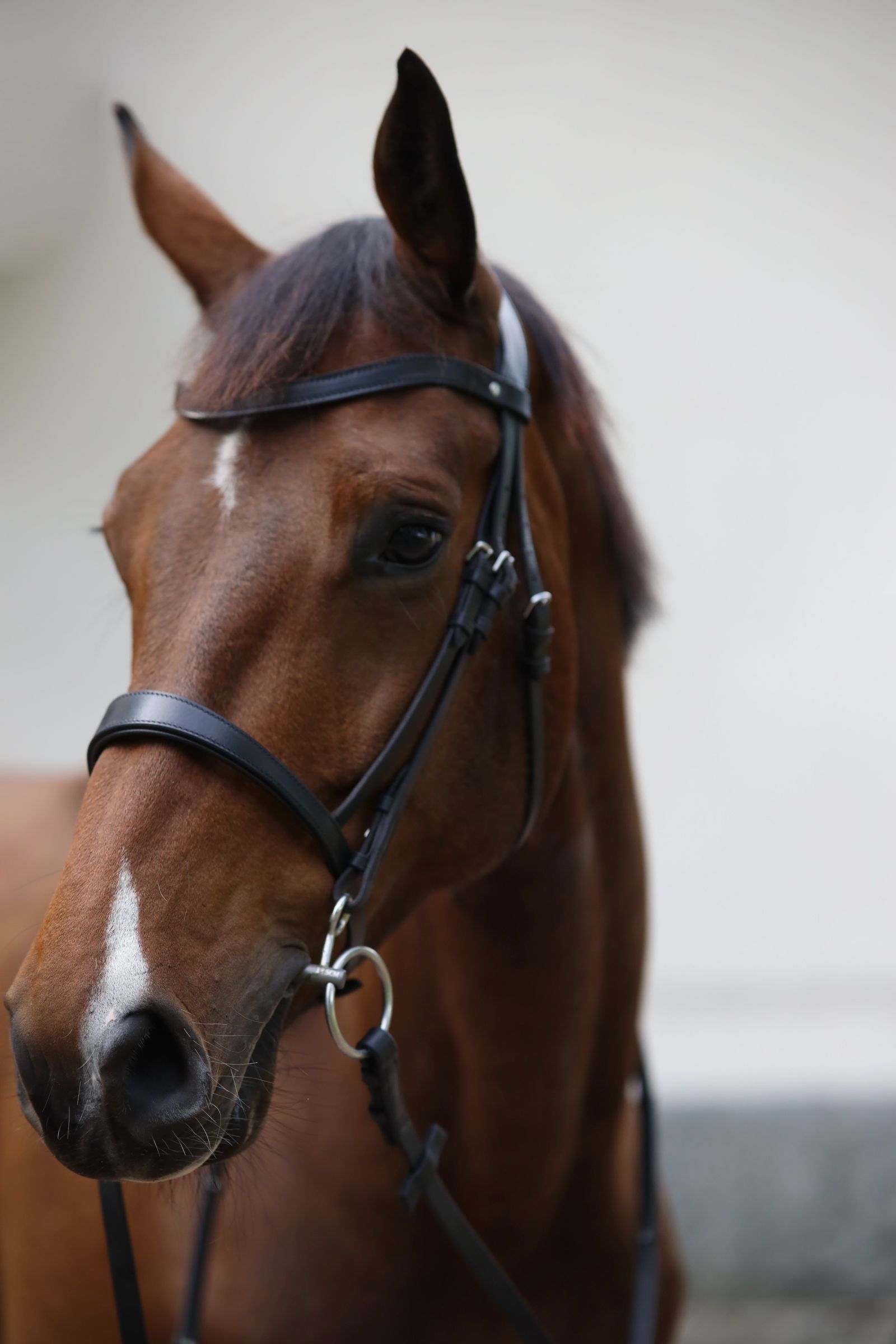 Bridle Selected - Image 9