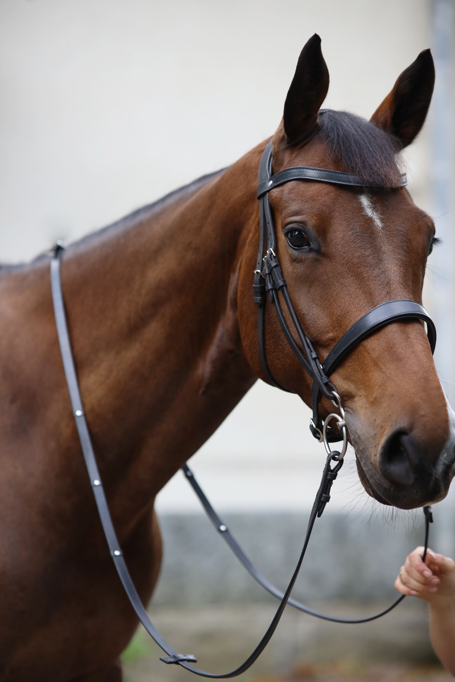 Bridle Selected - Image 5