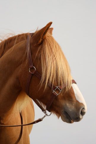Horse saddlery