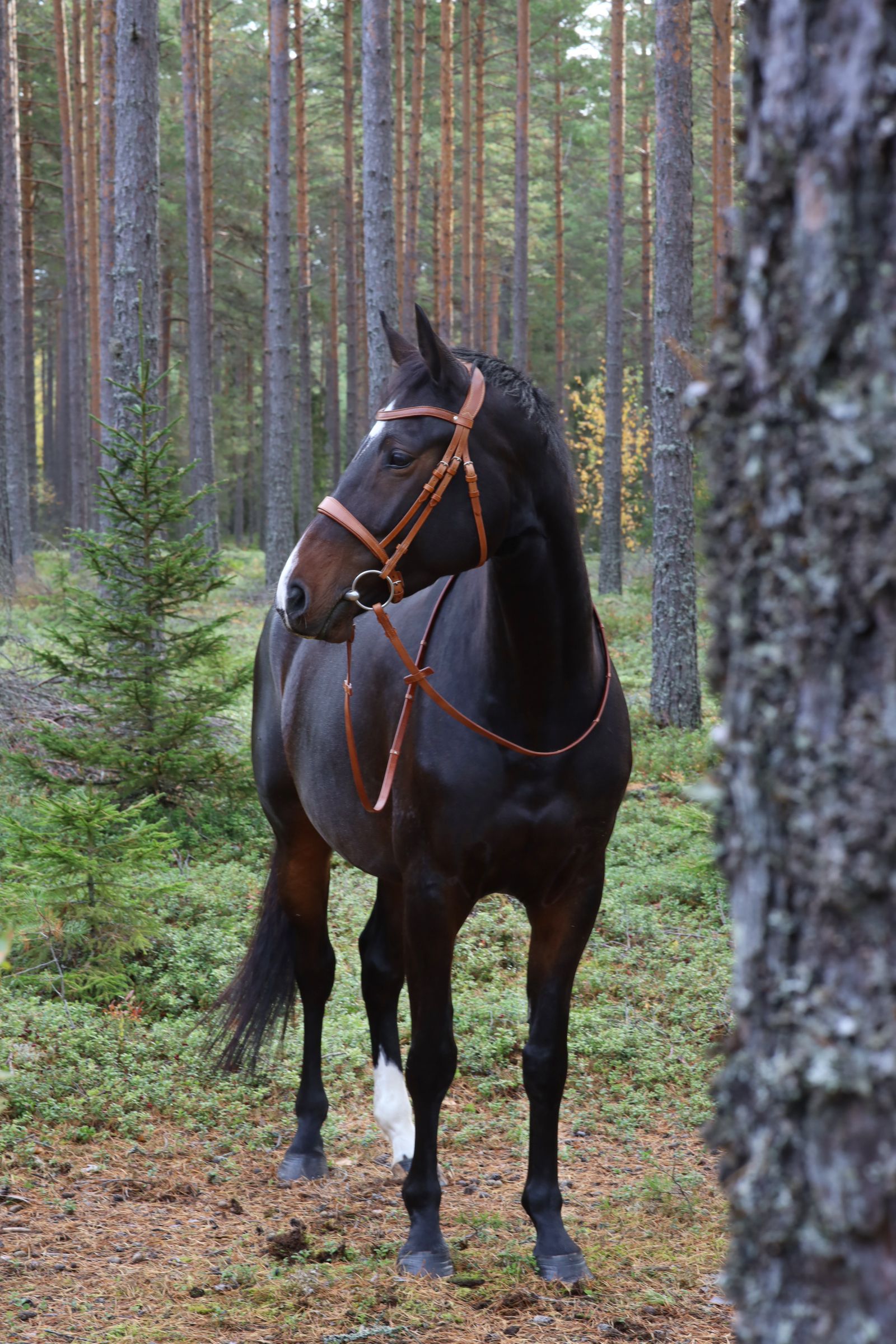 Bridle Selected - Image 2