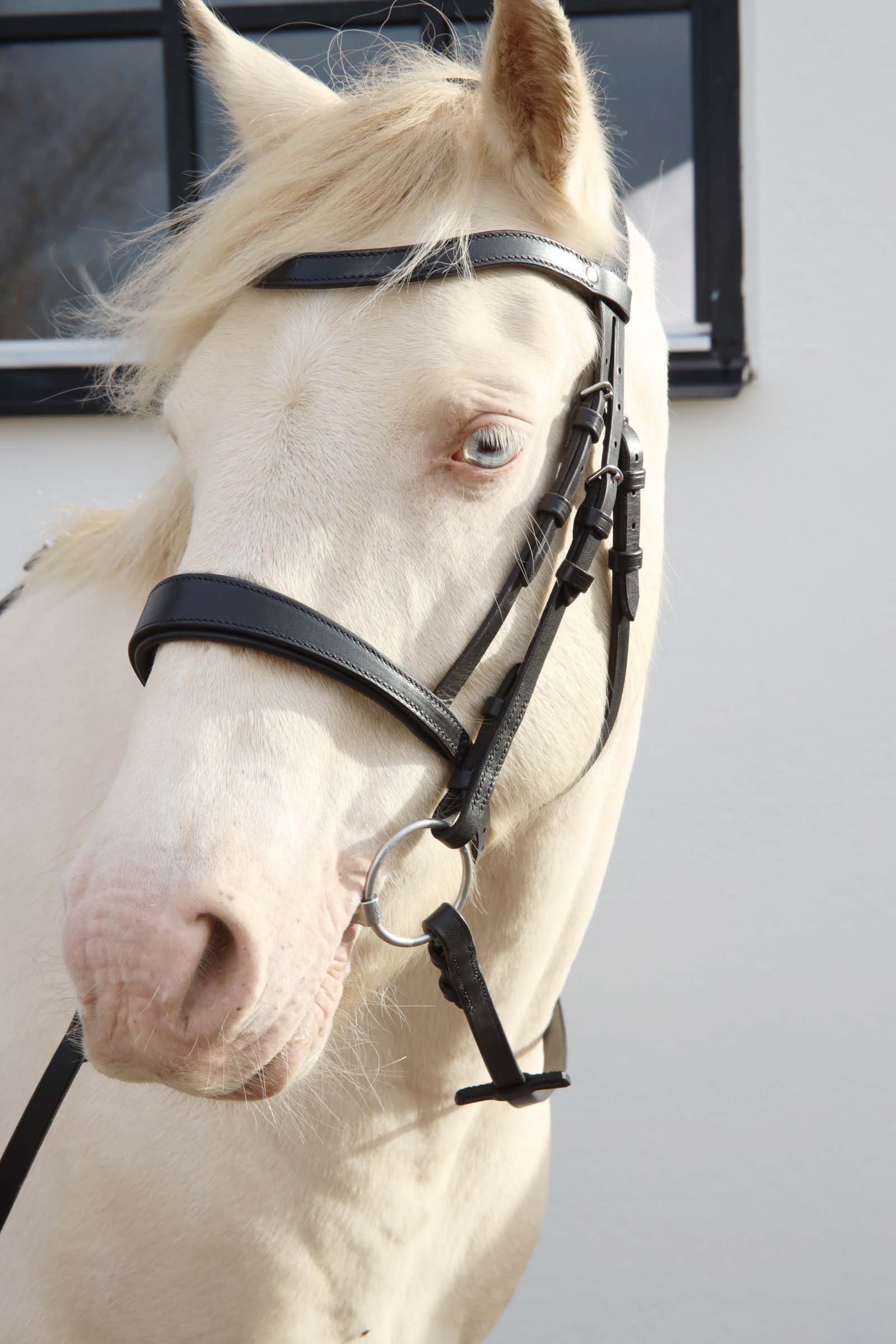 Bridle Selected - Image 6