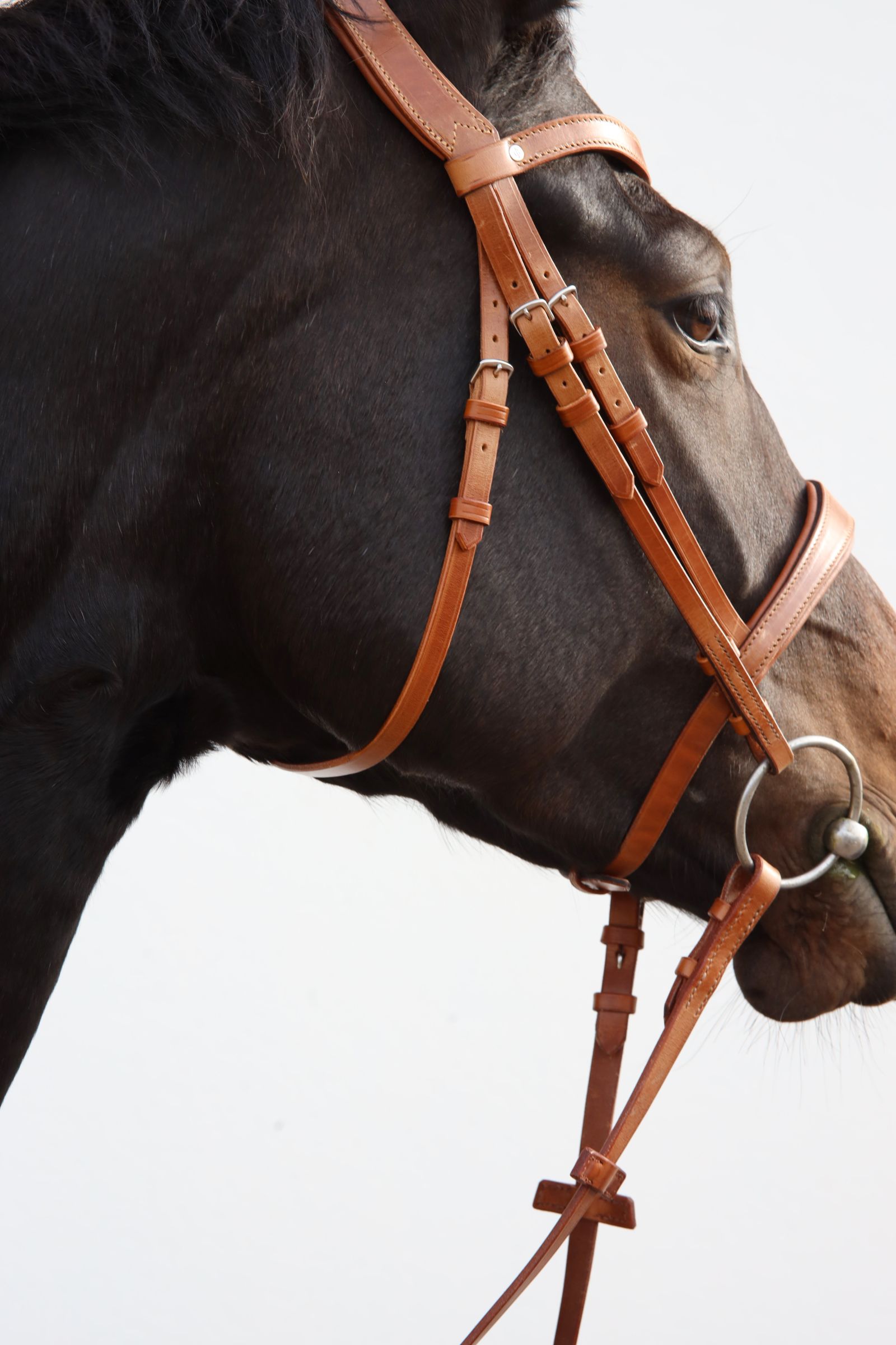 Bridle Selected - Image 3