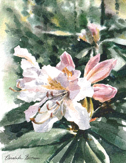 Akvarell av Elisabeth Biström, med motiv av en vit Rhododendron